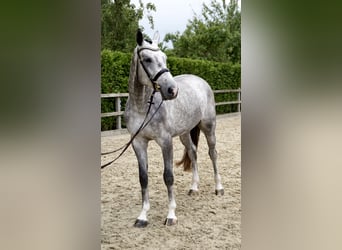 Holstein, Gelding, 4 years, 16,3 hh, Gray