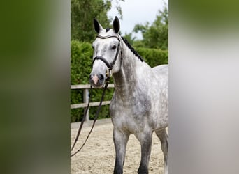 Holstein, Gelding, 4 years, 16,3 hh, Gray