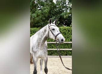 Holstein, Gelding, 4 years, 16,3 hh, Gray