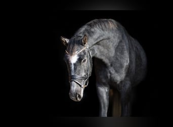 Holstein, Gelding, 4 years, 17.1 hh, Grey-Dark-Tan
