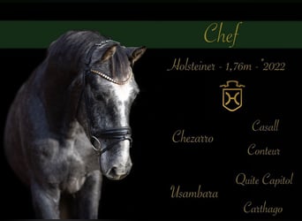 Holstein, Gelding, 4 years, 17.1 hh, Grey-Dark-Tan