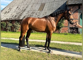 Holstein, Gelding, 4 years, 17.2 hh, Brown
