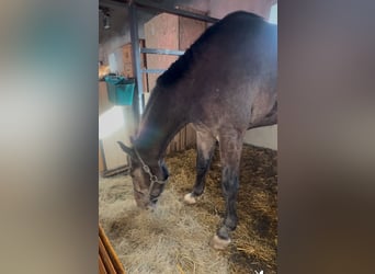 Holstein, Gelding, 4 years, 17,3 hh, Gray-Dark-Tan