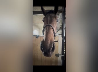 Holstein, Gelding, 4 years, 17,3 hh, Gray-Dark-Tan