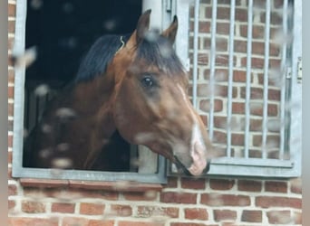 Holstein, Gelding, 4 years, 17 hh, Brown