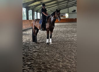 Holstein, Gelding, 4 years, 17 hh, Brown