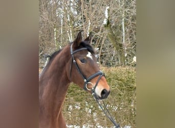 Holstein, Gelding, 4 years, 17 hh, Brown