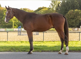 Holstein, Gelding, 4 years, 17 hh, Brown