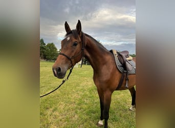 Holstein Mix, Gelding, 4 years, 17 hh, Brown