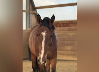Holstein, Gelding, 4 years, 17 hh, Brown
