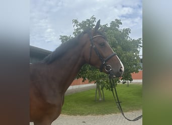 Holstein, Gelding, 4 years, 17 hh, Brown