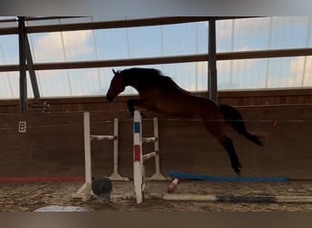 Holstein, Gelding, 4 years, 17 hh, Brown