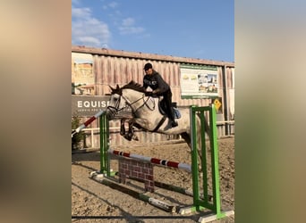 Holstein, Gelding, 4 years, 17 hh, Gray