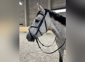 Holstein, Gelding, 4 years, 17 hh, Gray