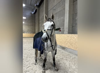 Holstein, Gelding, 4 years, 17 hh, Gray