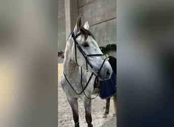 Holstein, Gelding, 4 years, 17 hh, Gray