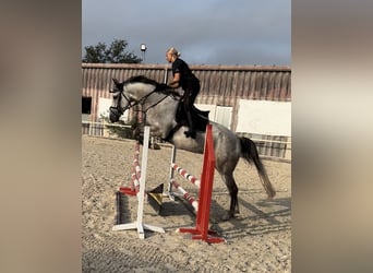 Holstein, Gelding, 4 years, 17 hh, Gray