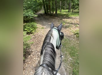 Holstein, Gelding, 4 years, 17 hh, Gray