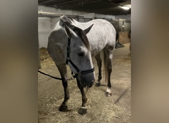 Holstein, Gelding, 4 years, 17 hh, Gray