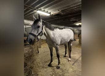 Holstein, Gelding, 4 years, 17 hh, Gray