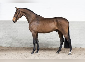 Holstein, Gelding, 4 years, 17 hh