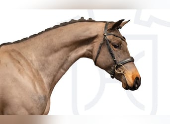 Holstein, Gelding, 4 years, Bay-Dark