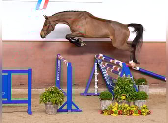 Holstein, Gelding, 4 years, Brown