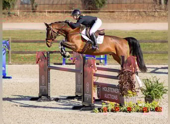 Holstein, Gelding, 4 years, Brown