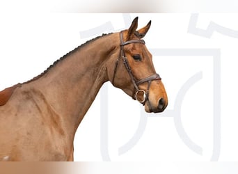 Holstein, Gelding, 4 years, Brown