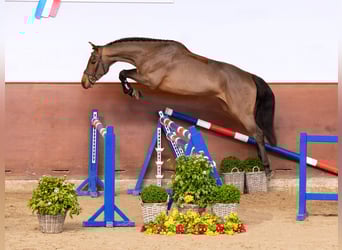 Holstein, Gelding, 4 years, Brown