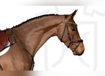 Holstein, Gelding, 4 years, Brown