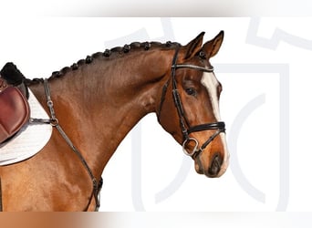 Holstein, Gelding, 4 years, Brown