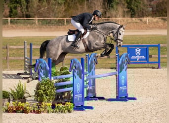 Holstein, Gelding, 4 years, Grey