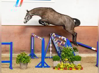 Holstein, Gelding, 4 years, Grey