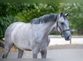 Holstein, Gelding, 4 years, Grey