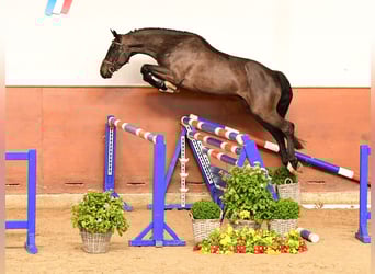 Holstein, Gelding, 4 years, Smoky-Black