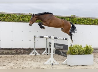 Holstein, Gelding, 5 years, 15.2 hh, Brown