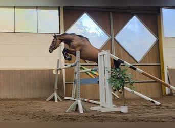 Holstein, Gelding, 5 years, 15.3 hh, Bay-Dark