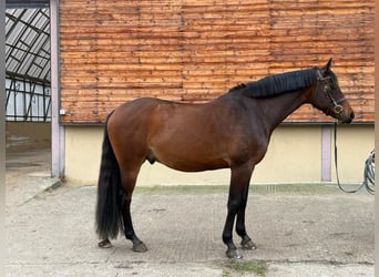 Holstein, Gelding, 5 years, 15.3 hh, Brown
