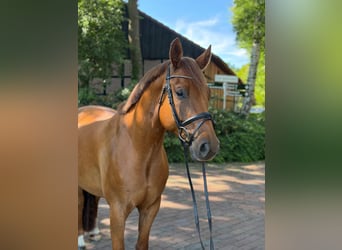 Holstein, Gelding, 5 years, 15.3 hh, Chestnut-Red