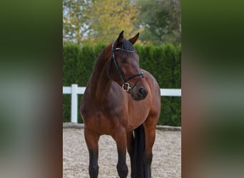 Holsteiner, Wallach, 5 Jahre, 16,1 hh, Dunkelbrauner