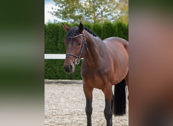 Holsteiner, Wallach, 5 Jahre, 16,1 hh, Dunkelbrauner