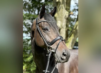 Holstein, Gelding, 5 years, 16,1 hh, Bay-Dark