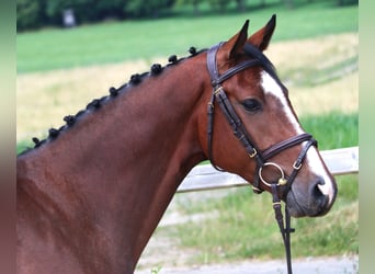 Holstein, Gelding, 5 years, 16.1 hh, Bay-Dark
