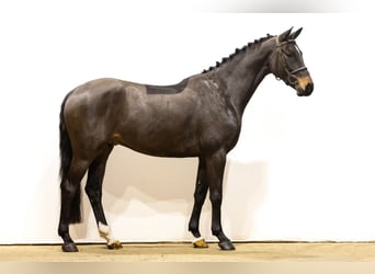 Holstein, Gelding, 5 years, 16,1 hh, Bay-Dark