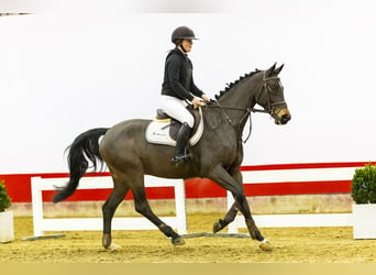 Holstein, Gelding, 5 years, 16,1 hh, Bay-Dark