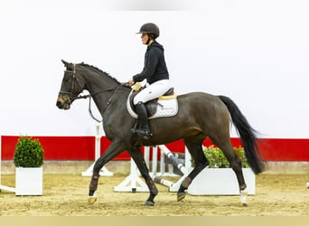 Holstein, Gelding, 5 years, 16,1 hh, Bay-Dark