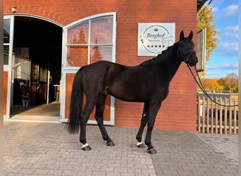 Holstein, Gelding, 5 years, 16.1 hh, Black