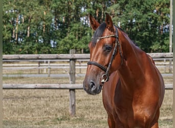 Holstein, Gelding, 5 years, 16.1 hh, Brown