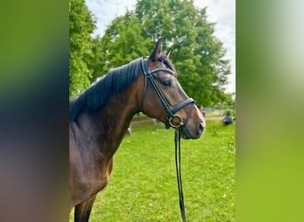 Holstein, Gelding, 5 years, 16.1 hh, Brown